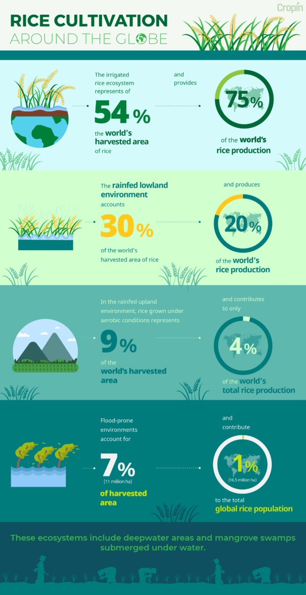 Rice Cultivation in India- DSR Method vs. Traditional Method | UPSC