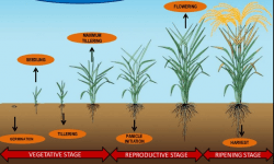 Rice Cultivation in India- DSR Method vs. Traditional Method | UPSC