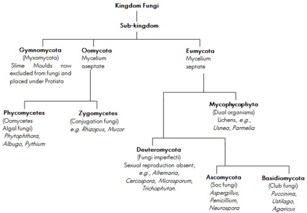 1.11 Fungi for UPSC