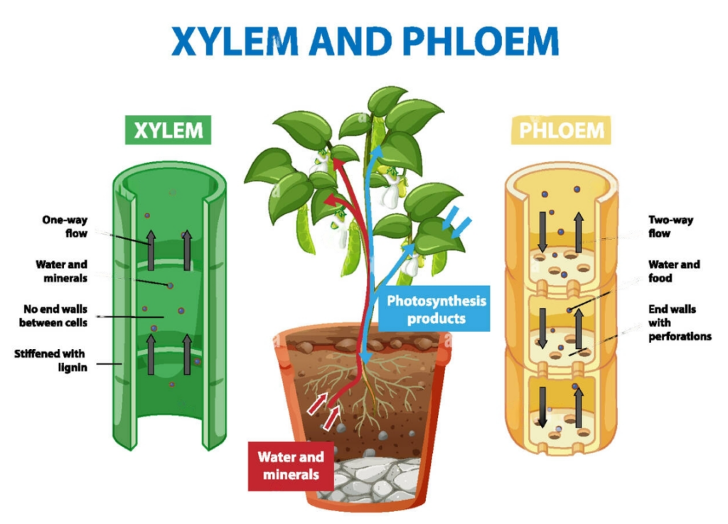 Xylem and Phloem Transport in Plants